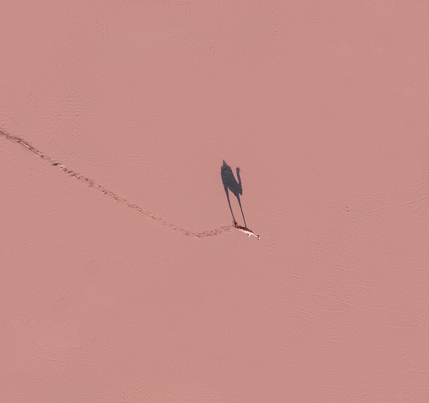 camel walking on pink surface in sunny day