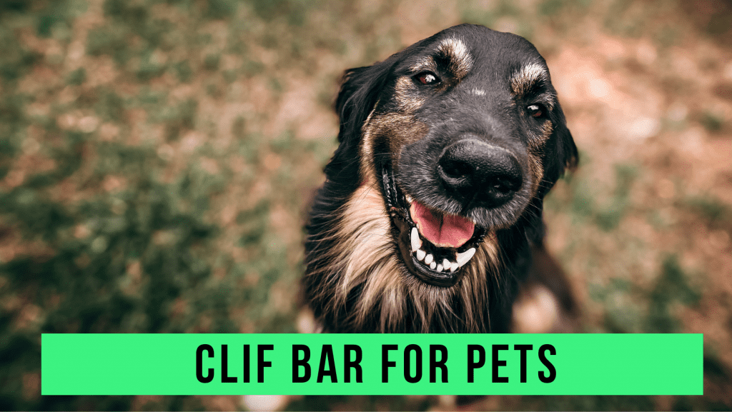 clif-bar-for-pets